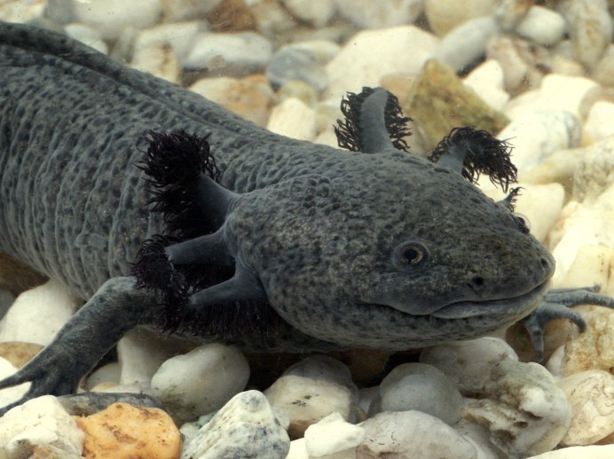 Аксолотль (Ambystoma mexicanum)