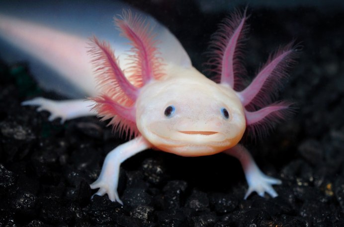 Ambystoma mexicanum