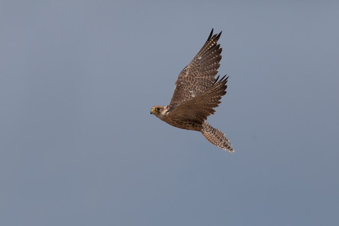 Алтайский балобан