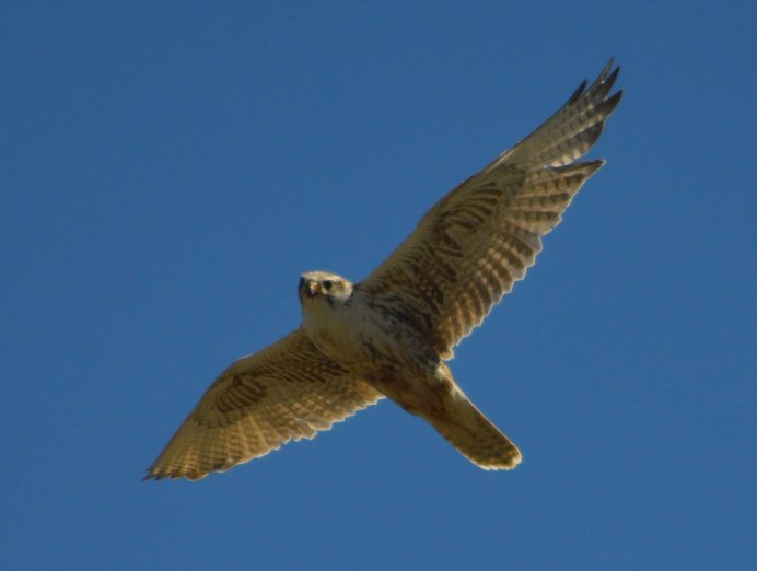 Алтайский Сокол балобан