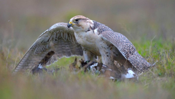Сокол, который летал из Москвы в Петербург