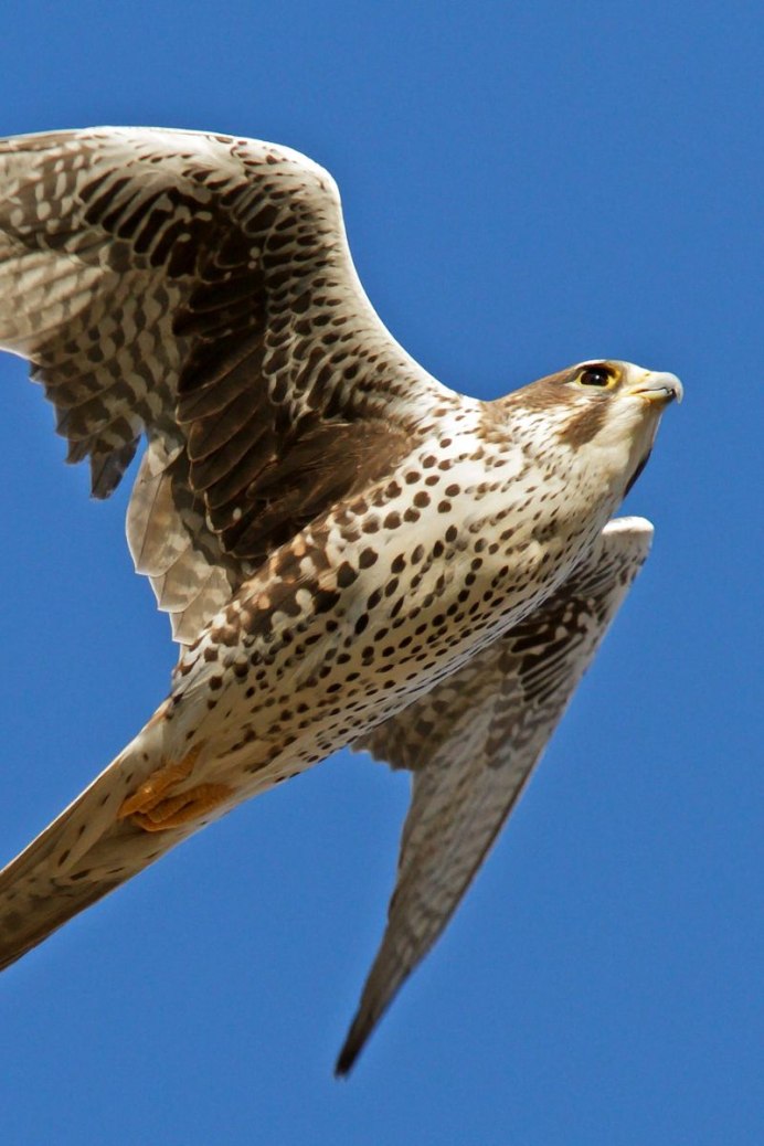 Ястреб чеглок