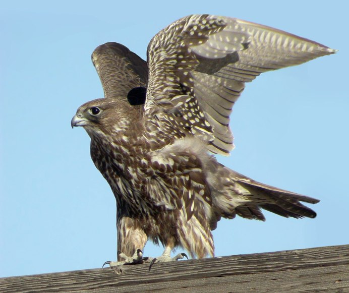 Кречет птица в полете