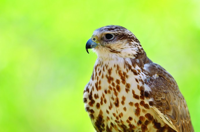 Камчатский Сокол Кречет