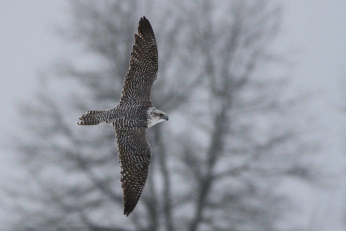 Кречет балобан