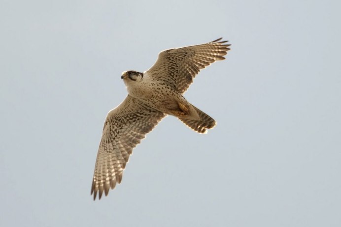 Сокол балобан обыкновенный