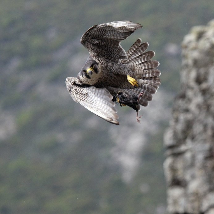 Орел пикирует вниз