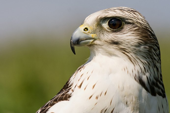 Птицы Крыма Сокол Сапсан