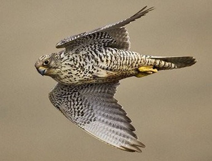 Кречет размах крыльев