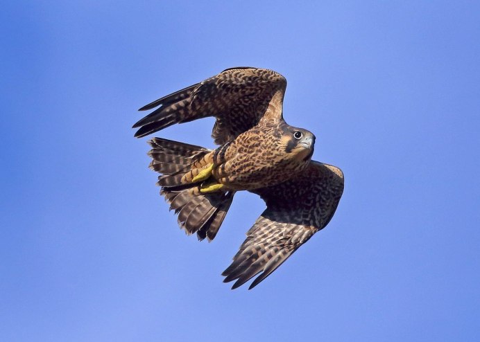 Сокол Сапсан фото