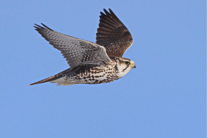 Дербник птица