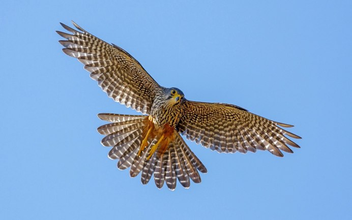 Пятнистый Сокол