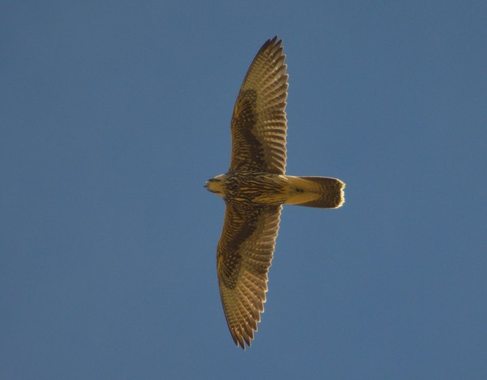 Кречет Falco rusticolus