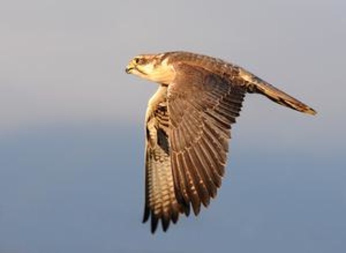 Falco gyrfalco intermedius