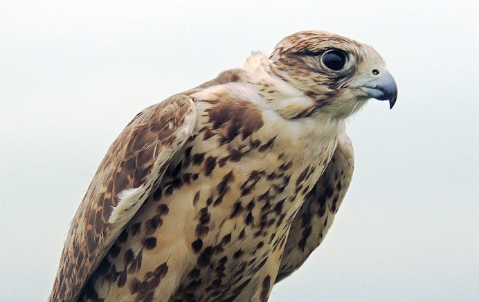 Сапсан. Балобан