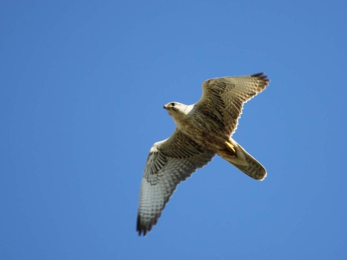 Сокол балобан Сайлюгем