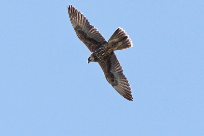 Сокол балобан-Сапсан