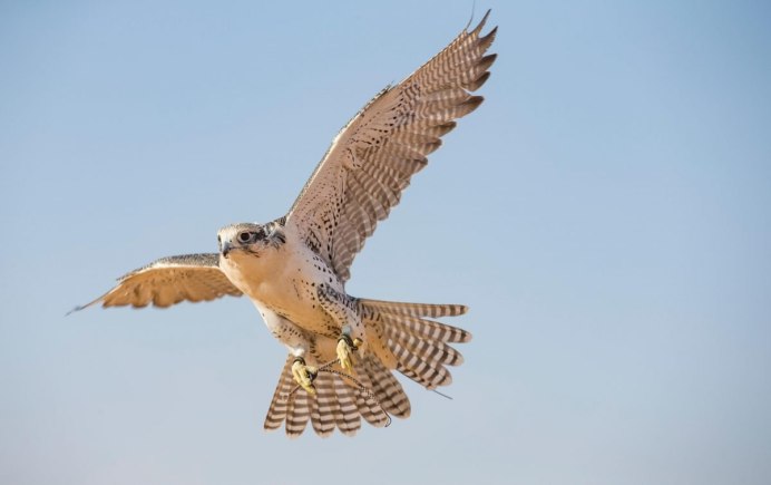 Молуккская пустельга