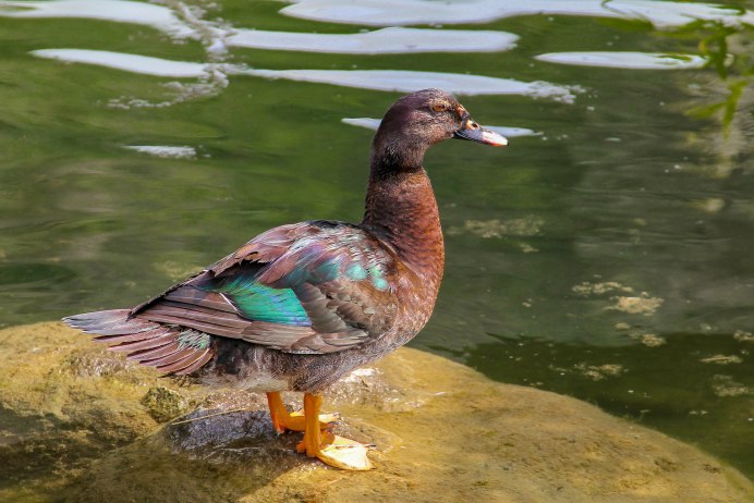 Утка водоплавающая птица кряква
