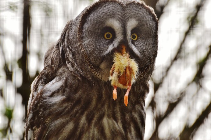 Tawny animal