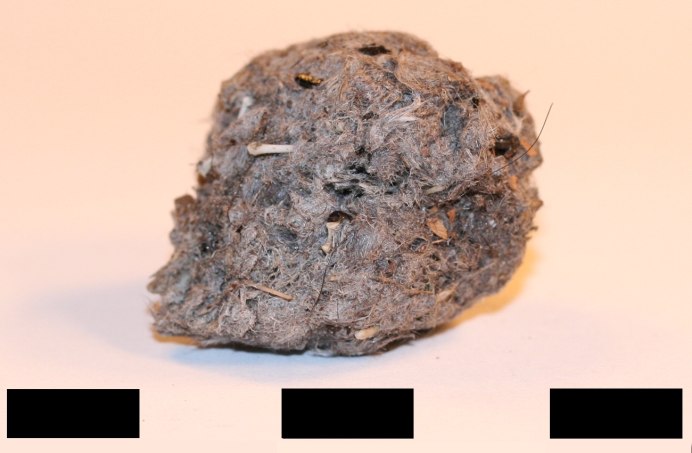 Western Screech Owl