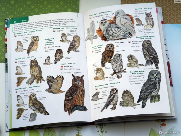 Northern saw-whet Owl Drow
