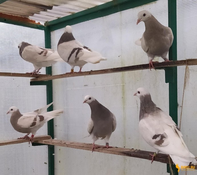 Чистопольские высоколетные голуби