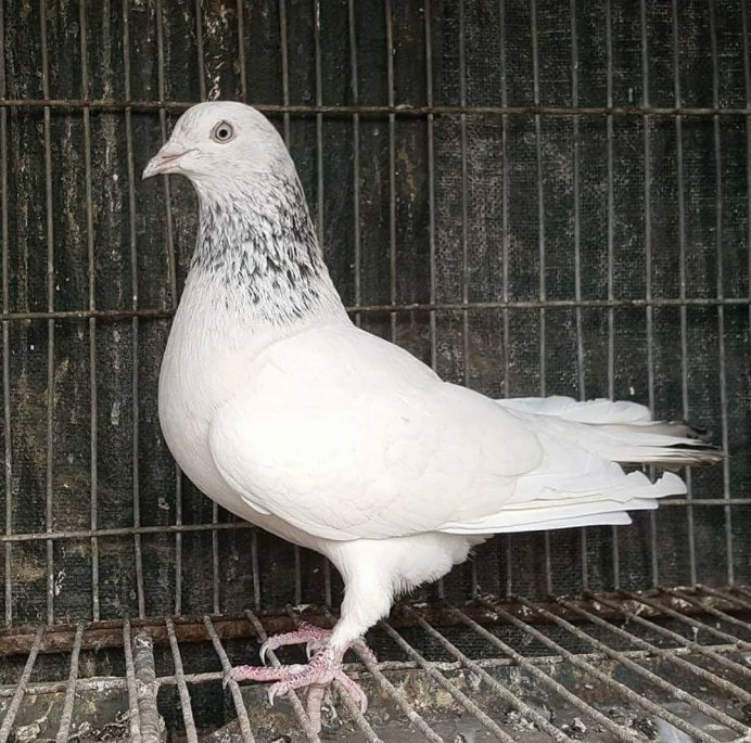 Николаевские высоколётные голуби