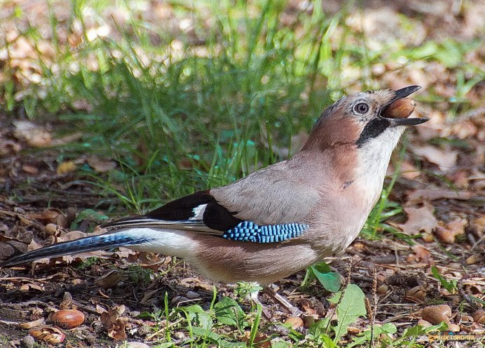 Garrulus glandarius Laubmann