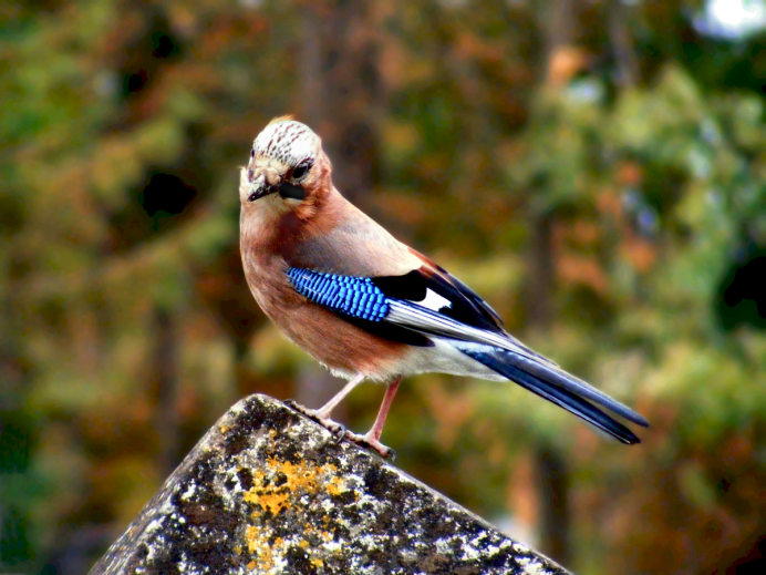 Сойка на сосне