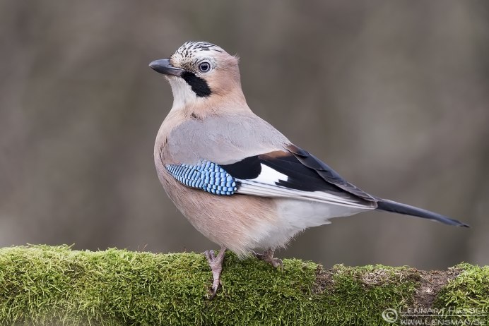 Кедровая Сойка