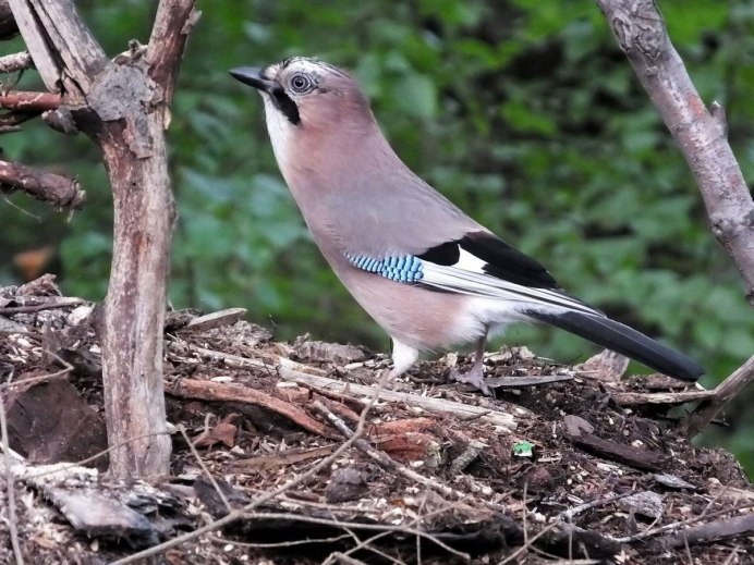 Сойка Кареза