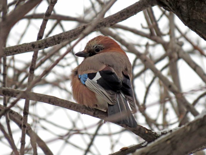 Сойка птица самец и самка