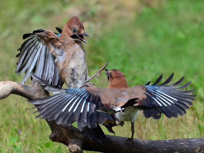 Птица Сойка на Дальнем востоке