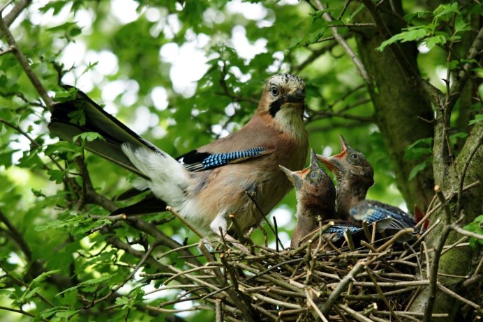 Украшенная Сойка (garrulus lidthi)
