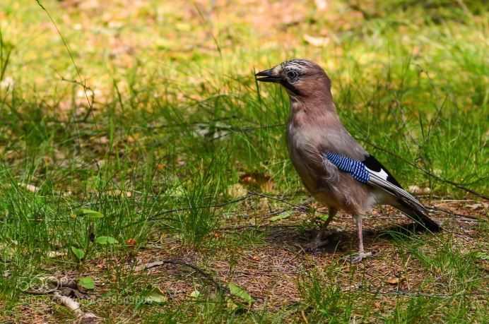 Сойка Сахалинская