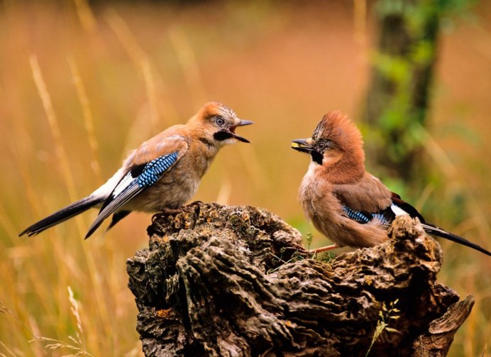 Сойка самец и самка различие