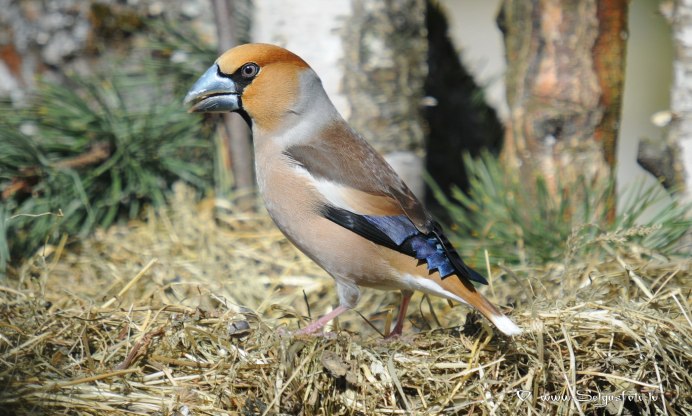 Сойка и Воробей