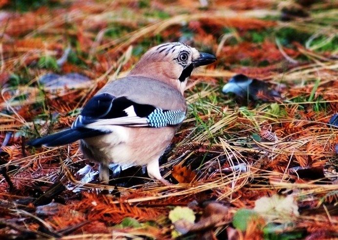 Самец птенец сойки