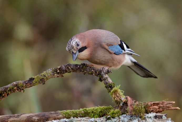 Сойка garrulus glandarius l.