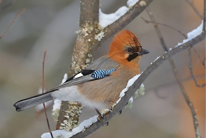 Сойка птица самец