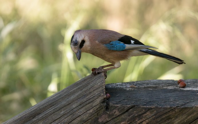 Украшенная Сойка