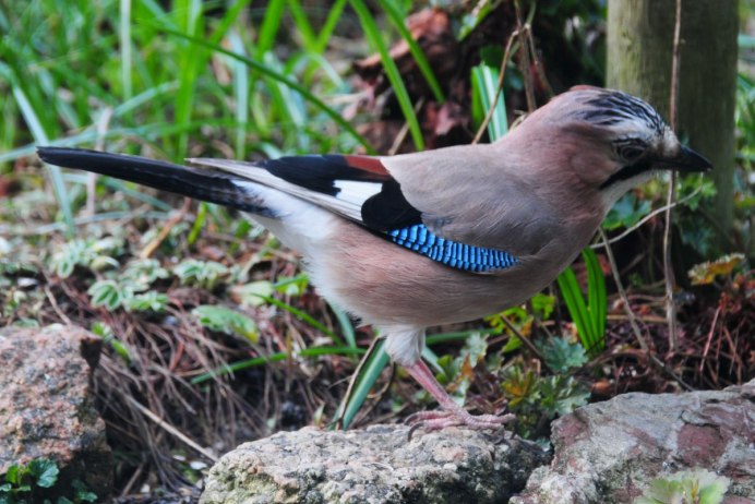 Сойка птица гнездо