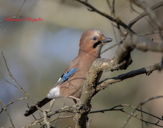 Птица Сойка в Удмуртии