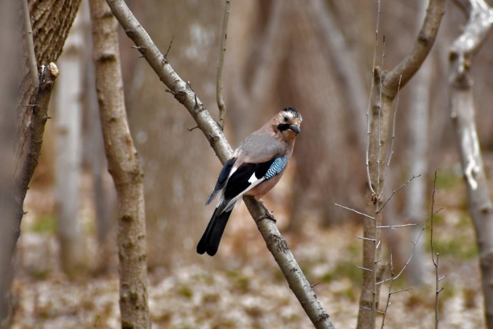 Сойка Дальневосточная