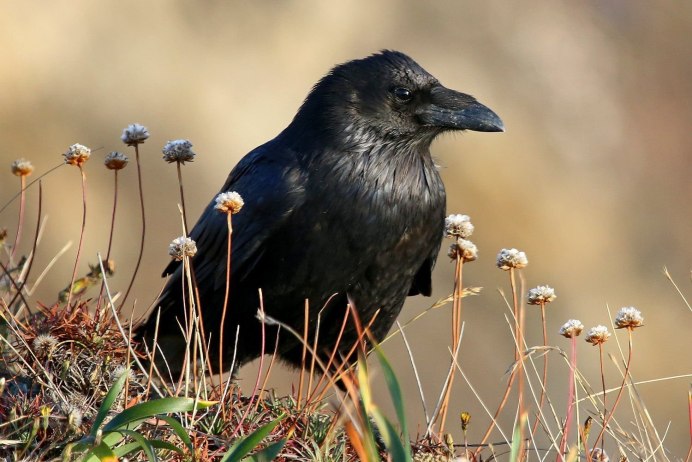 Corvus macrorhynchos