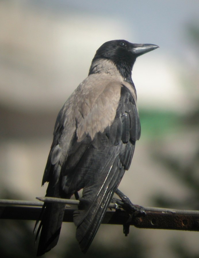 Ворона американская (Corvus brachyrhynchos)