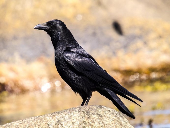 Блестящий ворон Corvus splendens