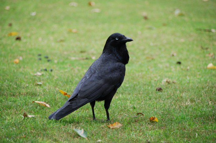 Carrion Crow