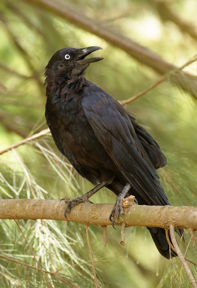 Семейство врановые - Corvidae